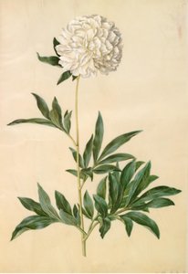 Paeonia lactiflora (silkepeon) av Hans Simon Holtzbecker