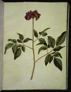 Hannpion (rose-silkeplante) av Hans Simon Holtzbecker