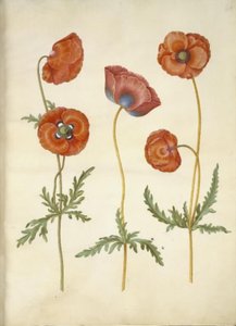 Papaver rhoeas (kornvalmue) av Hans Simon Holtzbecker