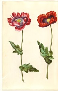 Opiumsvalmue (opiumsvalmue) av Hans Simon Holtzbecker