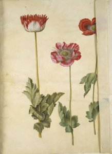 Opiumsvalmue (opiumsvalmue) av Hans Simon Holtzbecker