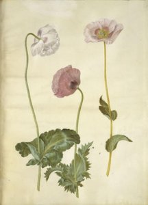 Opiumsvalmue (opiumsvalmue) av Hans Simon Holtzbecker