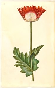 Opiumsvalmue (opiumsvalmue) av Hans Simon Holtzbecker
