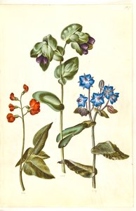 Phaseolus coccineus (skrytebønne); Cerinthe major (stor voksurt); Borago officinalis (vanlig borage) av Hans Simon Holtzbecker