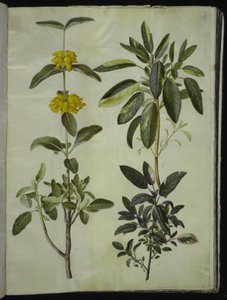 Phlomis fruticosa (vanlig snapdragon); Salvia officinalis (salvie) av Hans Simon Holtzbecker