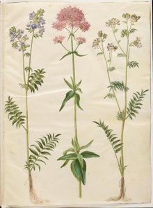 Polemonium caeruleum (vanlig Jakobs stige); Centranthus ruber (rød sporevalerian) av Hans Simon Holtzbecker