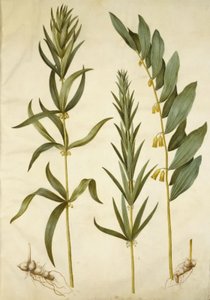 Polygonatum verticillatum (kransliljekonvall); Polygonatum multiflorum (stor liljekonvall) av Hans Simon Holtzbecker