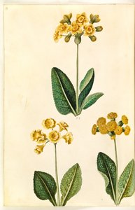 Primula ×polyantha (?); Vårprimula (?) av Hans Simon Holtzbecker