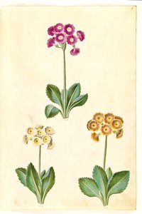 Primula ×pubescens (har-aurikel) av Hans Simon Holtzbecker