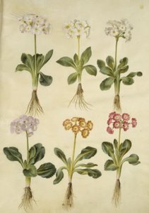 Primula ×pubescens (har-aurikel) av Hans Simon Holtzbecker