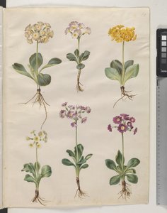 Primula ×pubescens Wulfen (har auricula) av Hans Simon Holtzbecker