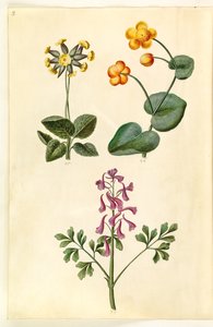 Primula veris (hulhalset primula); Caltha palustris (engsiv); Corydalis cava (hulrotet lerkespore) av Hans Simon Holtzbecker