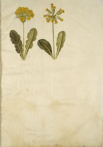 Primula veris (hulhalset cowpea hybrid); Primula veris (hulhalset cowpea) av Hans Simon Holtzbecker