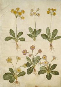 Primula veris (hulhalset cowpea hybrid); Primula vulgaris (storblomstret cowpea hybrid) av Hans Simon Holtzbecker