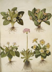 Primula vulgaris (hybrid av storblomstret primula); Primula farinosa (blomstrende cowpea) av Hans Simon Holtzbecker