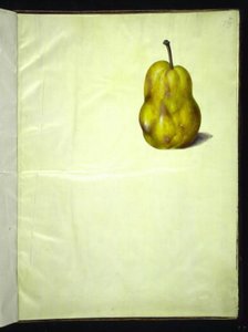 Pyrus communis (vanlig pære) av Hans Simon Holtzbecker