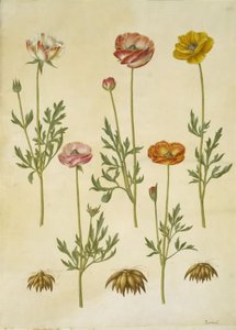 Ranunculus asiatica (har-ranunkel) av Hans Simon Holtzbecker