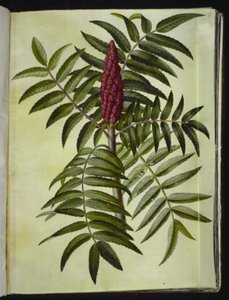 Rhus typhina (hjorttre) av Hans Simon Holtzbecker