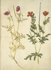 Roemeria hybrida (fiolett hornvalmue); Glaucium horniculatum (rød hornskulpe) av Hans Simon Holtzbecker