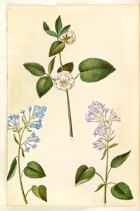 Rosa (?) (rose); Syringa vulgaris (vanlig sorrel) av Hans Simon Holtzbecker