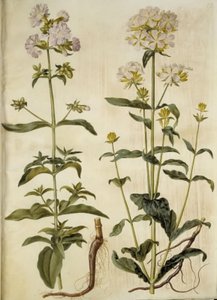 Saponaria officinalis (vanlig såpeurt) av Hans Simon Holtzbecker
