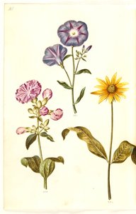 Saponaria officinalis (vanlig såpeurt); Convolvulus tricolor (jomfruskjørt); Helianthus (?) (solsikkeart) av Hans Simon Holtzbecker