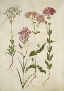 Saxifraga paniculata (steinsax); Silene viscaria (vanlig tjærefed); Silene armeria (knute-limwort); av Hans Simon Holtzbecker