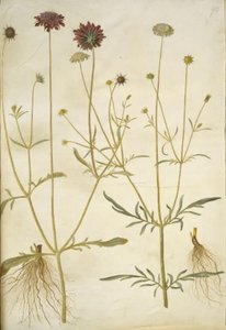 Scabiosa atropurpurea (enkeblomst); Scabiosa columbaria (to-skabiose) av Hans Simon Holtzbecker