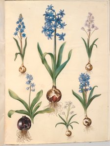 Scilla bifolia (tobladet skilla); Orientalsk hyasint (almindelig hyacint); vakker skilla (himmelblå skilla) av Hans Simon Holtzbecker