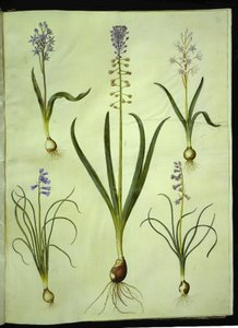 Scilla bifolia (tobladet scilla); Muscari comosum (skumringshyasint); Brimeura amethystina (pyreneisk hyasint) av Hans Simon Holtzbecker