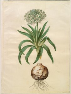 Scilla peruviana (gigantisk scilla) av Hans Simon Holtzbecker