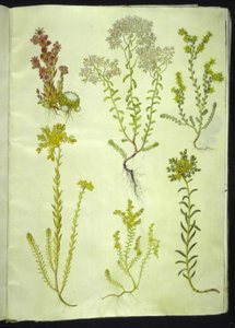 Sempervivum arachnoideum (spindelvevhusløk); Sedum album (hvit steinurt); Sedum acre (bitende steinurt); Sedum rupestre (fjellsteinurt); Sedum sexangulare (seksradet steinurt) av Hans Simon Holtzbecker
