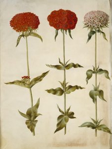 Silene chalcedonica (brennende kjærlighet) av Hans Simon Holtzbecker