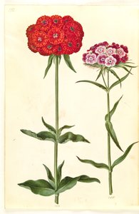 Silene chalcedonica (brennende kjærlighet); Dianthus barbatus (studentnellik) av Hans Simon Holtzbecker