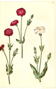 Silene coronaria (kronkråkebolle) av Hans Simon Holtzbecker
