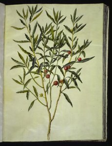 Solanum pseudocapsicum (Jerusalem-korallbjørn)