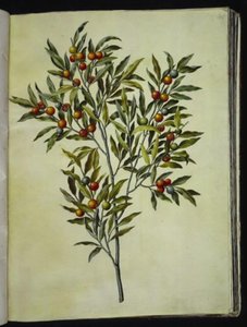 Solanum pseudocapsicum (Jerusalem-korallbjørn) av Hans Simon Holtzbecker