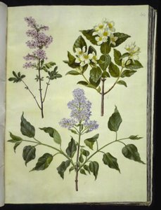 Syringa ×persica (persisk sorrel); Philadelphus coronarius (duftende pipewood); Syringa vulgaris (vanlig sorrel) av Hans Simon Holtzbecker