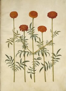 Tagetes patula (strimmet fløyelsblomst) av Hans Simon Holtzbecker