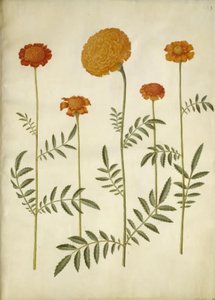 Tagetes patula (barret fløyelsblomst); Tagetes erecta (oppreist fløyelsblomst) av Hans Simon Holtzbecker