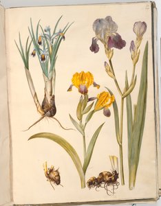 Tittel: Iris persica (persisk iris); Iris variegata (spraglete iris); Iris ×sambucina (hylle iris) av Hans Simon Holtzbecker