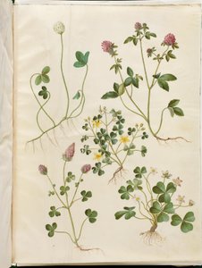Trifolium repens (hvitkløver); Trifolium pratense (rødkløver); Oxalis corniculata (surkløver); Trifolium incarnatum (blodkløver); Oxalis acetosella (syre)