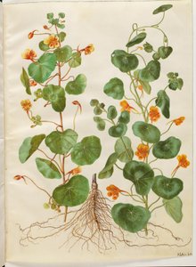 Tropaeolum minus (liten blomsterkarse) av Hans Simon Holtzbecker