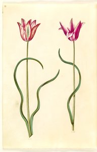 Tulipa clusiana (clusius-tulipan) av Hans Simon Holtzbecker