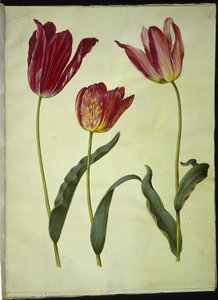 Tulipa gesneriana (har tulipan) av Hans Simon Holtzbecker