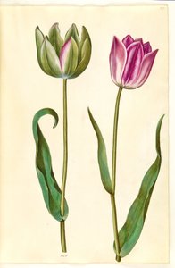 Tulipa gesneriana (har tulipan)