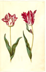 Tulipa gesneriana (har tulipan) av Hans Simon Holtzbecker