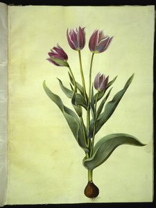 Tulipa gesneriana (har tulipan) av Hans Simon Holtzbecker