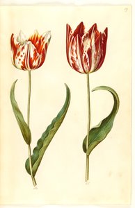 Tulipa gesneriana (har tulipan) av Hans Simon Holtzbecker