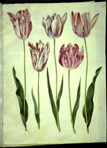 Tulipa gesneriana (har tulipan) av Hans Simon Holtzbecker
